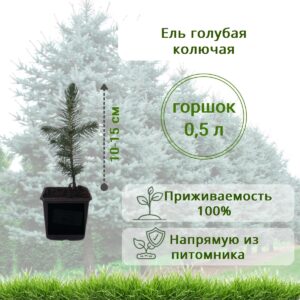 Ель голубая колючая